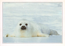 CANADA LABRADOR Phoque Sur Les Cotes Du Labrador 16(scan Recto-verso) MA497 - Cartoline Moderne