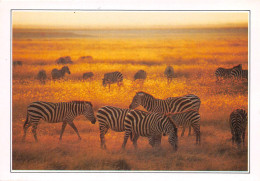 TANZANIE Parc National De Serengeti Zebres De Grant 20(scan Recto-verso) MA497 - Tansania