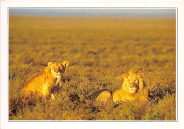KENYA LIONS Dans Le Marc De Masai Mara 19(scan Recto-verso) MA497 - Kenia