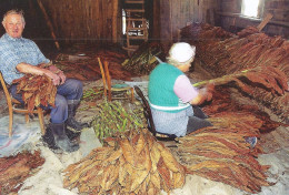 *CPM - Le Séchage Du Tabac - Landbouwers