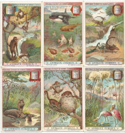 Chromo Liebig Série Compl. De 6 Chromos S_1035 Animaux Curieux 1912 Sanguinetti - Liebig