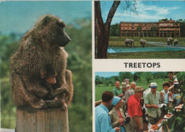 105133 - Kenia - Aberdare-Nationalpark, Treetops Hotel - Ca. 1980 - Kenya