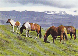 AK 212637 ICELAND - Gracing Ponies In Eyjaföllum - Islandia