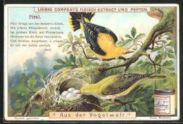 Sammelbild Liebig, Aus Der Vogelwelt, Pirol  - Liebig
