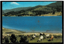 ITALIA ,cartolina Viaggiata Da Catanzaro ,"La Sila Con Il Lago Ampollina" ,qualita Buona - Catanzaro