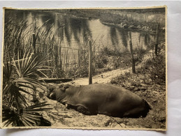 SILVER SPRINGS FLORIDE PHOTOGRAPHIE ORIGINALE VINTAGE 1940 ANIMAUX HIPPOPOTAME ETATS-UNIS AMERIQUE - Amerika