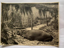 SILVER SPRINGS FLORIDE PHOTOGRAPHIE ORIGINALE VINTAGE 1940 ANIMAUX HIPPOPOTAME ETATS-UNIS AMERIQUE - América