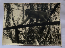 SILVER SPRINGS FLORIDE PHOTOGRAPHIE ORIGINALE VINTAGE 1940 ANIMAUX SINGE  ETATS-UNIS AMERIQUE - Amerika