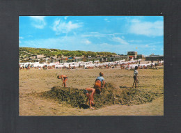 BREDENE - STRAND EN DUINEN   (10.105) - Bredene