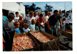 29 FINISTERE LOCTUDY Débarquement De La Pêche Aux Langoustines Plan Peu Courant - Loctudy