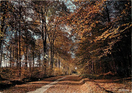 Forêt - Arbres - CPM - Voir Scans Recto-Verso - Bomen