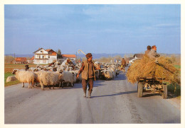 Guerre Bosnie-Herzegovine, République SERBE -Berger Et Son Troupeau  (Photo SFOR) - Bosnie-Herzegovine