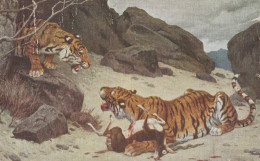 TIGRES SE DISPUTANT UNE PROIE - Tiger