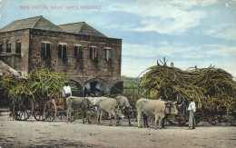 BARBADOS, OXEN CART, SUGAR CANES, OX, ARCHITECTURE, ANTILLES, POSTCARD - Barbados (Barbuda)