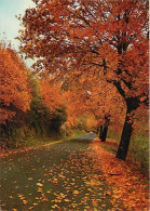 Forêt - Arbres - CPM - Voir Scans Recto-Verso - Bomen