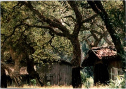 Cabanes Sous Bois. -  Non écrite. - Aquitaine