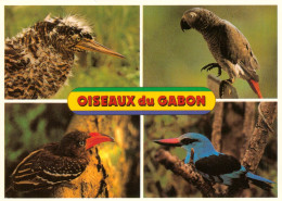 Gabon-Oiseaux Du Gabon : Butor étoilé, Perroquet Gris, Calao Pygmée, Martin Chasseur - Other & Unclassified