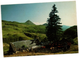 Les Monts Du Cantal , Les Vaches Son Parquées Près Du Buron  , Au Loin , Le Puy Griou - Auvergne