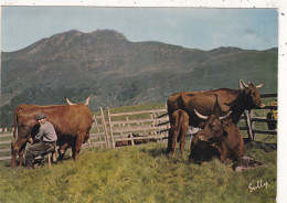 ELEVAGE. CPSM. 63. VACHES.TRAITE EN MONTAGNE. ANNEE 1974 + TEXTE - Viehzucht