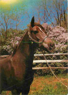 Animaux - Chevaux - Portrait De Cheval - Tete De Cheval - CPM - Voir Scans Recto-Verso - Chevaux