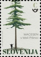 Slovenia, 2024, The Millenial Larch In The Valley Of The Mala Psnica (MNH) - Slovenia