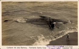 CPA Territorio Santa Cruz Argentinien, Kadaver Von Einem Gestrandeten Wal - Argentina