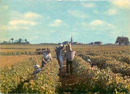 58* POUILLY SUR LOIRE  Vendanges  (CPM 10x15cm)           MA64-1056 - Pouilly Sur Loire