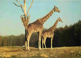 Animaux - Girafes - Réserve Africaine Du Château De Thoiry En Yvelines - Zoo - CPM - Voir Scans Recto-Verso - Giraffe