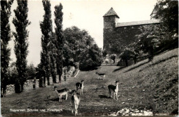 Rapperswil, Schloss Und Hirschpark - Rapperswil-Jona