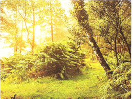 DAWN IN THE NEW FOREST, HAMPSHIRE. UNUSED POSTCARD M3 - Other & Unclassified