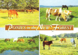 PONIES IN THE NEW FOREST, HAMPSHIRE. UNUSED POSTCARD M3 - Other & Unclassified