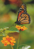 SCHMETTERLINGE Tier Vintage Ansichtskarte Postkarte CPSM #PBS459.DE - Butterflies