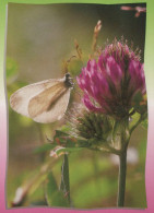 MARIPOSAS Animales Vintage Tarjeta Postal CPSM #PBS457.ES - Butterflies