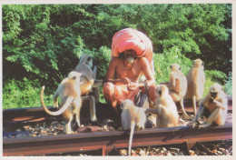 SINGE Animaux Vintage Carte Postale CPSM #PBS014.FR - Singes