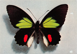TH-PAPILLONS-N°TB3539-D/0123 - Schmetterlinge