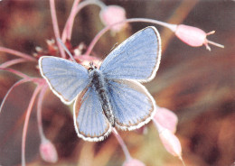 TH-PAPILLONS-N°TB3539-D/0115 - Schmetterlinge