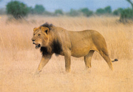 TH-LIONS-N°TB3539-D/0019 - Lions
