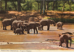 L'ÉLÉPHANT Loxodonata Africanus Des Animaux Africains Un Gros Male Pèse 3-5 T Environ 50 Ans - Belgian Congo