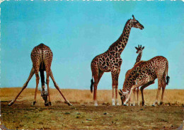 Animaux - Girafes - Carte Dentelée - CPSM Grand Format - Voir Scans Recto-Verso - Jirafas