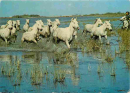 Animaux - Chevaux - Camargue - Chevaux Sauvages Dans Les Marais - Flamme Postale - CPM - Voir Scans Recto-Verso - Chevaux