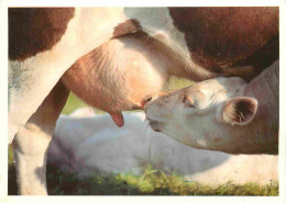 Animaux - Vaches - Heure De La Tétée - CPM - Voir Scans Recto-Verso - Vaches