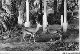 AEQP2-ALGERIE-0088 - COLOMB-BECHAR - Les Gazelles Du Jardin Public - Bechar (Colomb Béchar)