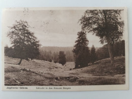 Jagdrevier Göhrde, Schlucht In Den Kreuzer Bergen, 1929 - Luechow