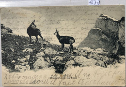 Chamois Dans Les Alpes ; écrite Par Un Enfant En 1901 (16'707) - Evolène