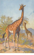 Girafes - N°68623 - Deux Girafes, L'une Mangeant - Giraffen