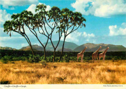 Animaux - Girafes - CPM - Voir Scans Recto-Verso - Giraffes