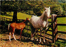 Animaux - Chevaux - Jument Et Son Poulain - CPM - Voir Scans Recto-Verso - Pferde