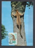 Hungary, Maximum Card, Leopard Shinning Up Tree, (Panthera Pardus), 1981. - Maximumkaarten