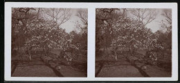 Stereo-Fotografie Unbekannter Fotograf Und Ort, In Der Blüte Stehende Kirchbäume, Amateur Fotografie 1915  - Photos Stéréoscopiques