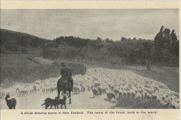 136380 - Neuseeland - Neuseeland - Sheep Droving Scene - Neuseeland